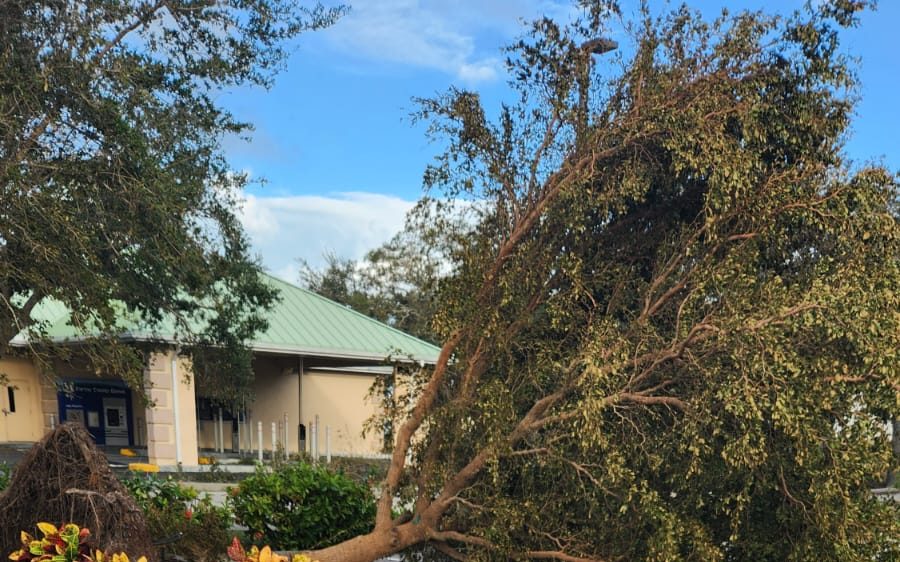 A large tree brought down across a driveway in Venice after the storm
